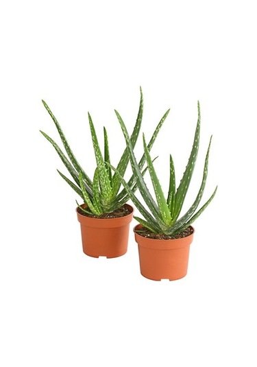 Aleo Vera Tohumu Ekim Seti 5 Tohum Aleovera Tohumu +Saksı+Toprak