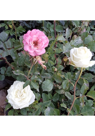 Aşılı Kokulu Gül Fidanı  Torbada