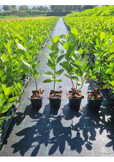 Aronya Fidanı 2 Yaş 2 Adet