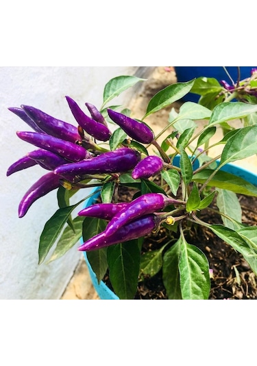 Bykurt Sunagri Mor Acı Cin Biber - Bahçe Ve Saksıda Dikime Uygun 50 Adet