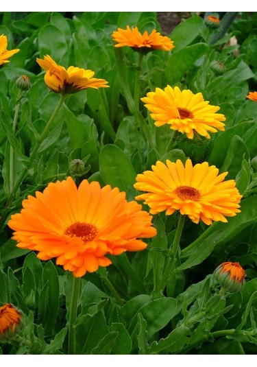 Aysenin Aynısefa Yağı / Calendula Oil 15 ML