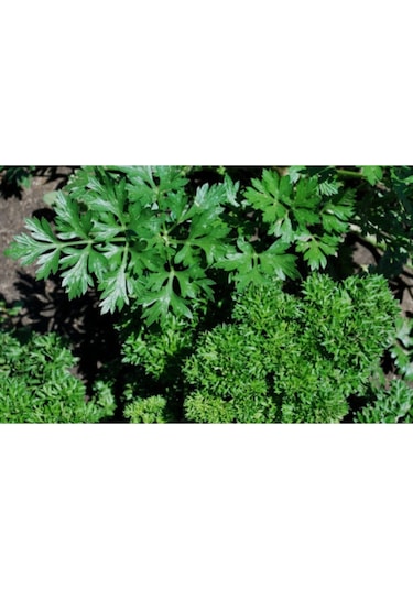 Maydanoz Tohumu Geniş Yapraklı Italyan Maydanoz Tohumu 250 Adet Tohum