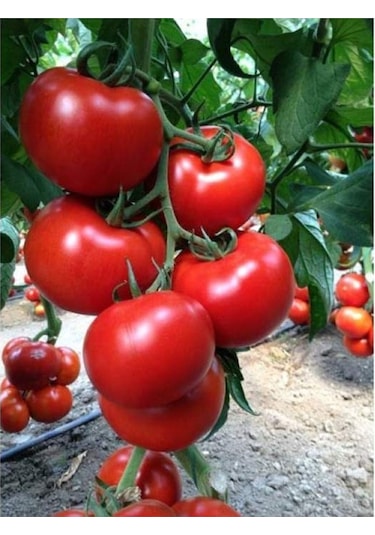 Expres Tohumculuk Sırık Domates Tohumu 30 Adet Tohum