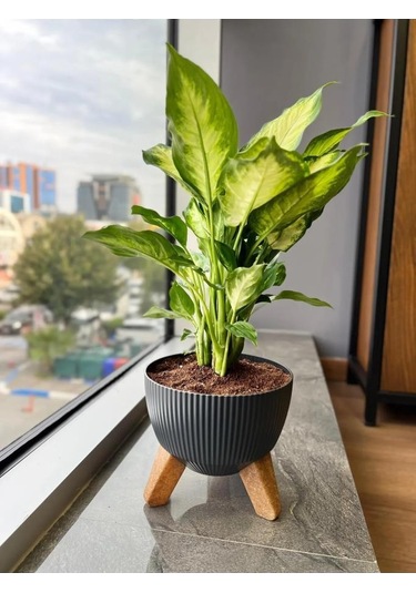 Omnipazar Elf-494 Dekoratif Ayaklı Nostalji Saksı 2.8 Lt Antrasit 5 Adet