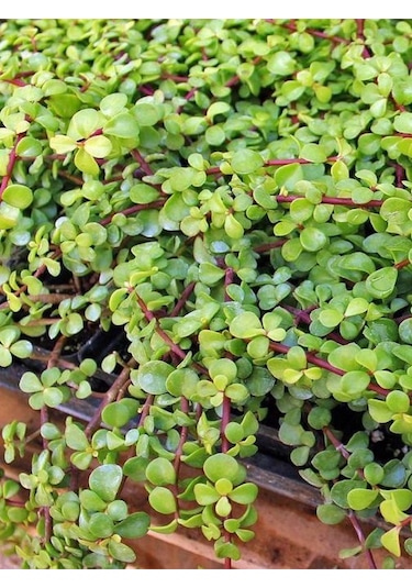 Para Yeşim Çiçeği 1 Adet Sukulent Dekoratif Bitki 10-15cm Crassula