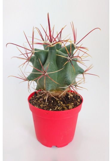 Ferocactus Emoryi Nadide Tür Tekli Özel Kaktüs 8.5 CM