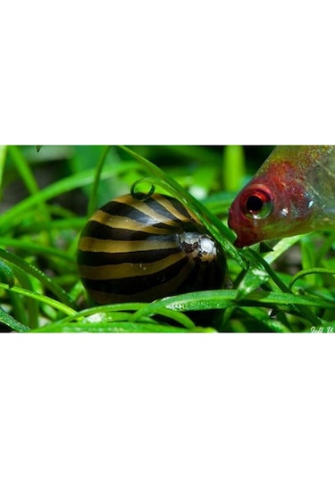 Nerite Salyangoz Zebra 1 Adet iri Boy