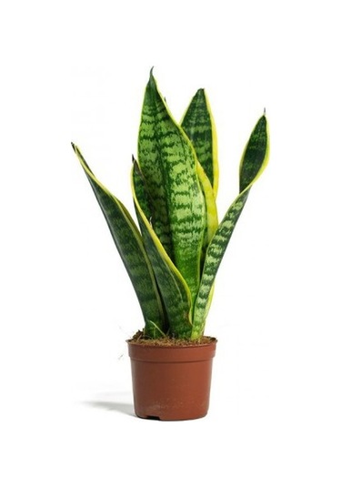 Paşa Kılıcı - Peygamber Kılıcı Sansaveria Trifasciata 20-30 Cm 2 Adet