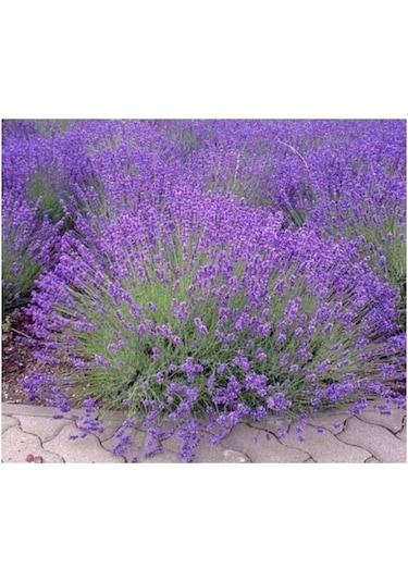 Orchid Moru Lavanta Fidanı 3 Adet 10-20 Cm