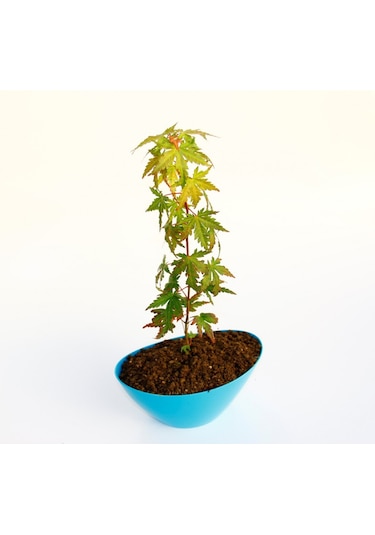 Bonsai Japon Akçaağacı N11.138