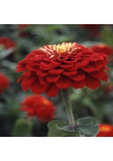 Super Yoga Scarlet Zinya Çiçeği Tohumu 40 Tohum