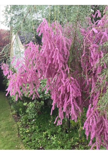 Ilgın Ağacı Fidanı - Bahçenize Zarif Ve Dayanıklı Güzellik Katın"