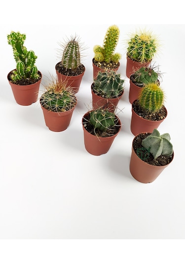 10 Lu Kaktüs Set - Özel Türler - 5.5 Cm Saksıda