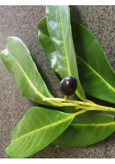 250 Gram Karayemiş-taflan-laz Kirazı Yaprağı Günlük Dalından Top