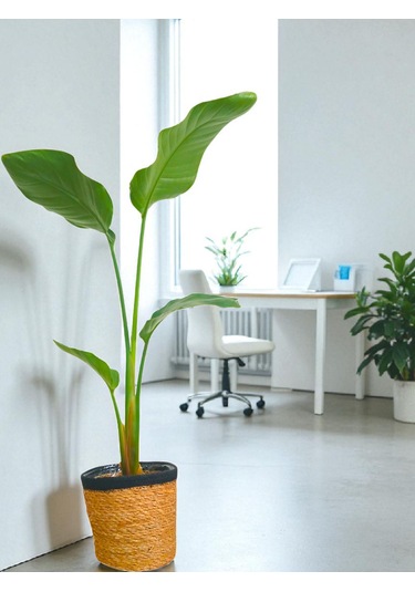 Bitkitürk-starliçe 80/100 Cm Cennet Kuşubofis Salon Ev