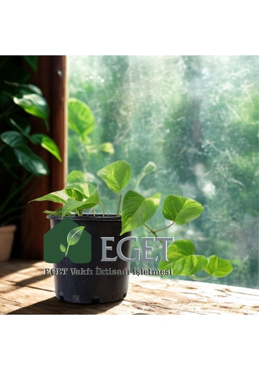 Altın Patos Çiçeği Epipremnum Aureum