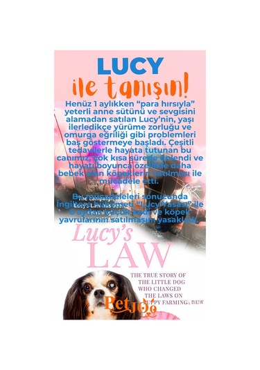 Petjoo 11.Lucy Turuncu-Mavi Qr'lı Köpek Künyesi
