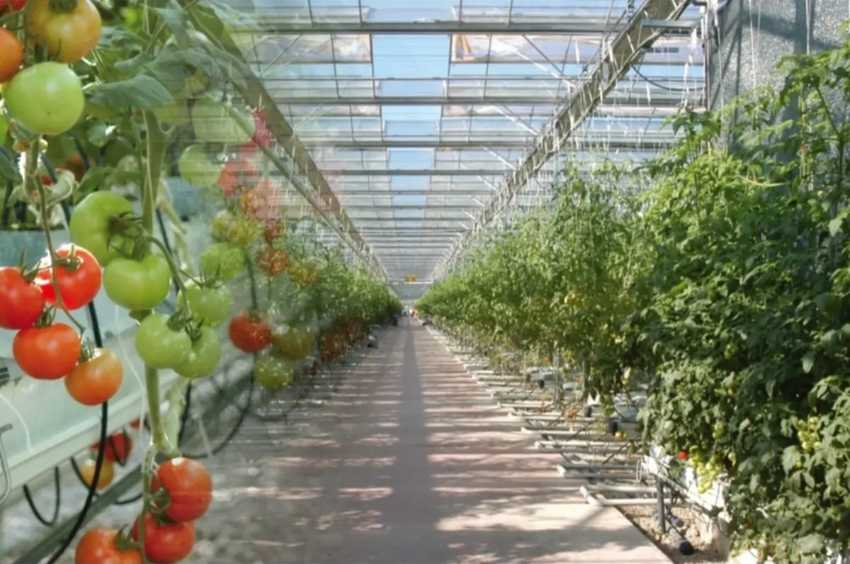 Emirhan Nalbur Çelik PVC Kaplı Çamaşır İpi 50 Mt 4 mm – Dayanıklı Bahçe, Sera ve Kamp Kullanımı İçin