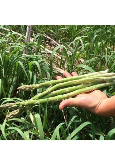 Kuşkonmaz Tohumu 1 Paket