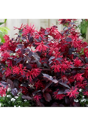 Loropetalum - Pembe Rüya Çiçeği 70-100 Cm Boyunda