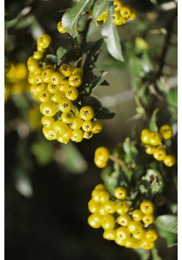 Alıç Sirkesi Ve Elma Sirkesi 250 Ml + 250 Ml - Doğal Fermente