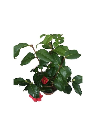 Camellia Japonica - Kamelya Bitkisi Kırmızı Renk