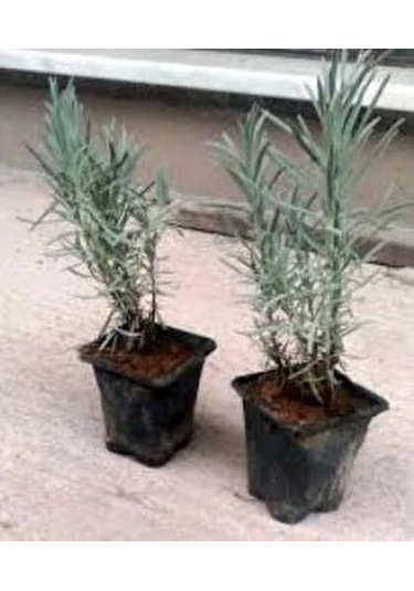 Lavanta Fidanı Intermedia 4 Adet 10-20 Cm