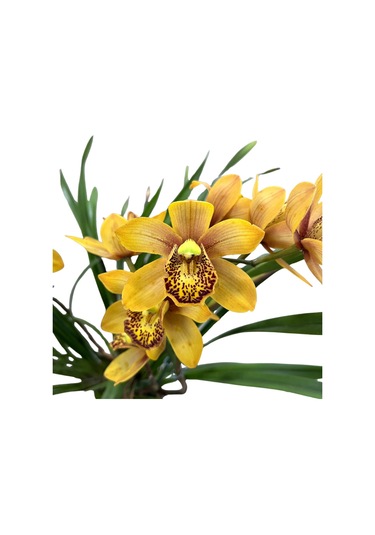 Cymbidium 'rustic Orange' Simbidyum Orkide