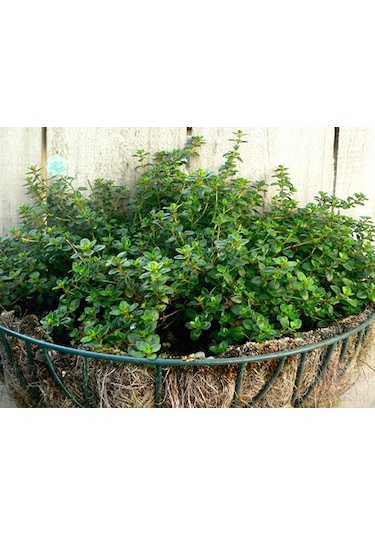 500+ Aromatik Kekik Tohumu N113345