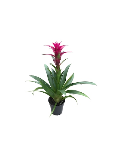 Guzmania Lingulata 'Purple' (Guzmanya) Ø12 CM Y35-340 CM