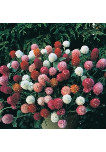 Gomphrena Globosa Beyaz Medine Çiçeği Tohumu 50 Tohum