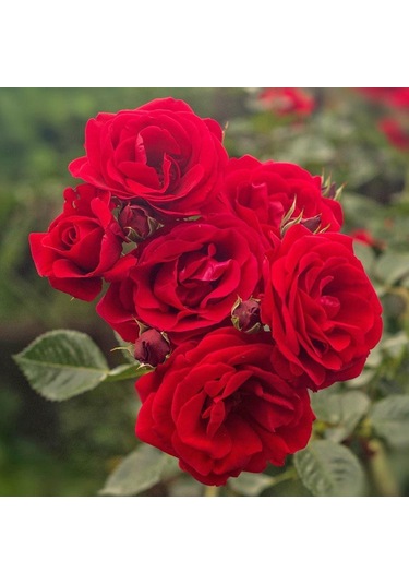 Tüplü Ve Aşılı Kırmızı Gül Fidanı Kök Yaşı 3