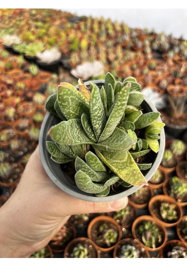 Gasteria 12cmlik Saksıda 1 Adet