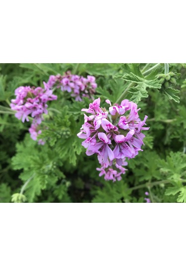 Itır Çiçeği 10 Adet - Pelargonium Graveolens