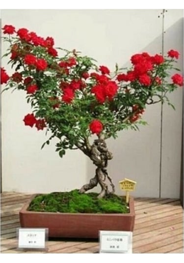 Bonsai Kırmızı Gül Ağacı Tohumu Ekim Seti 5 Adet Tohum + Saksı + Toprak Hediye Tohum