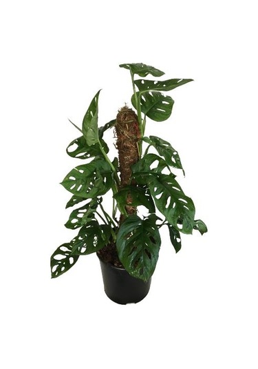 Monstera Obliqua - Sarmaşık Cins Deve Tabanı 80-100 Cm