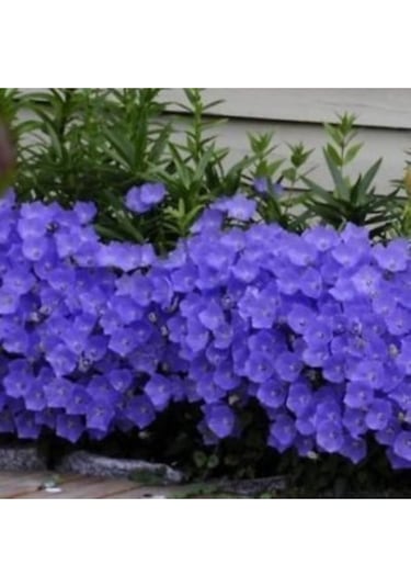 Mor Kadeh Çiçeği Tohumu Ekim Seti