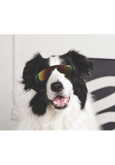 M-pets Sunny Sunbather Köpek Gözlüğü Siyah
