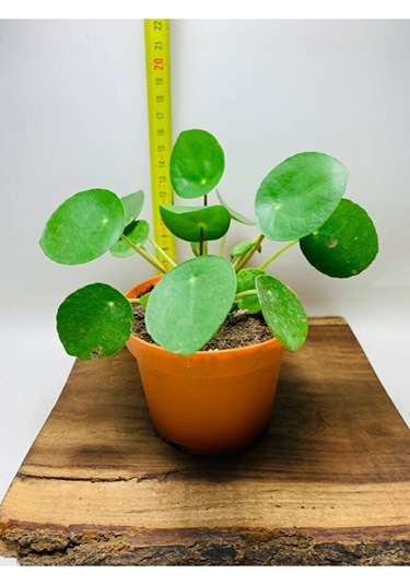 Pilea Salon Bitkisi Ke16