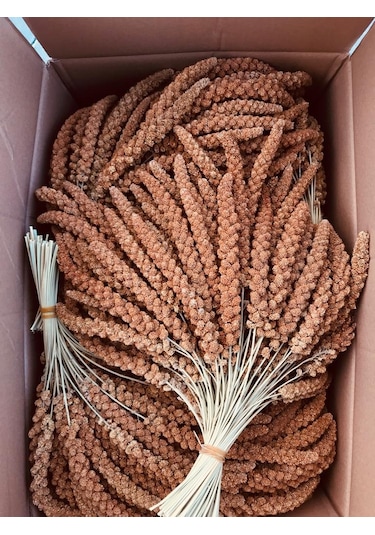 Murtcu Kızıl Dal Darı Protein Deposu Organik Kuş Yemi 1 Kg