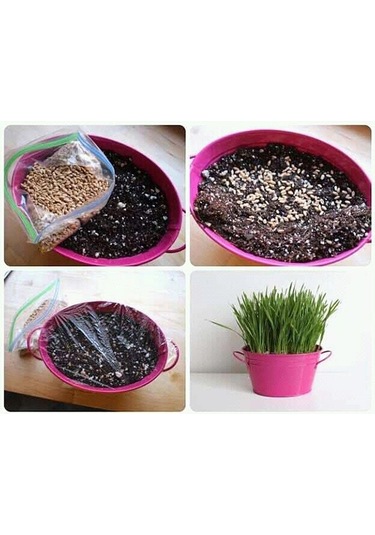 Kedi Çimi Tohumu 750 GR