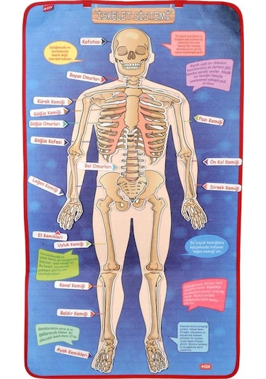 Tox İskelet Sistemi Keçe Duvar Panosu . Eğitici Oyuncak