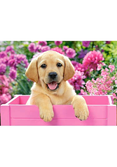 Castorland 300 Parça Köpek Yavrusu Puzzle