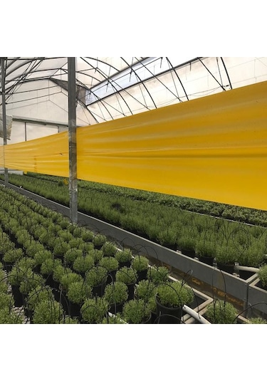 Roll Trap Sarı Rulo Yapışkanlı Si Nek Tuzağı 15 Cm X 50 M