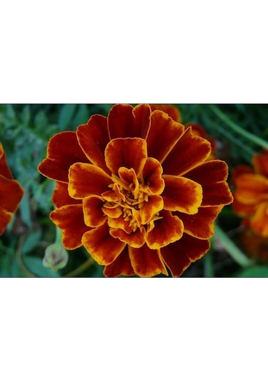 Karagöz Çiçeği Tohumu 50+ Tohum N114387