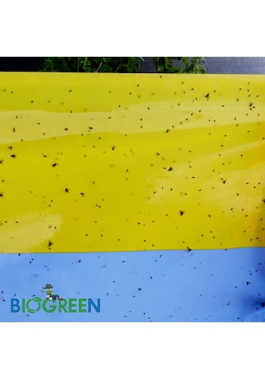 30 X 100 Cm Yapışkan Sarı Mavi Rulo Tuzak