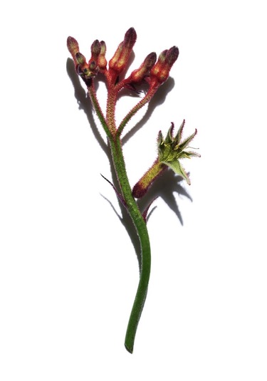 Clarins Extra-firming Phyto - Kırışıklık Karşıtı Cilt Sıkılaştırıcı Serum 50 Ml