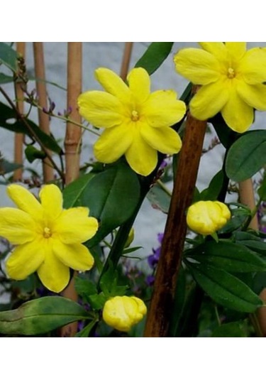 Sarı Arap Yasemin Fidanı Saksılı 1-2 Yaş Arası