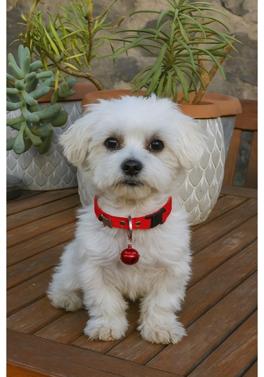 Mıt Köpek Figürlü Zilli Boyun Tasması Kırmızı Kırmızı