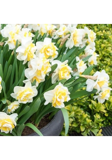 İri Kafa Katmerli Kokulu White Leon Lion Nergis Soğanı 4 Adet